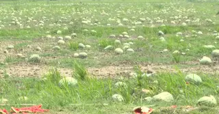 ফেনীতে অসময়ের শিলাবৃষ্টি-সিন্ডিকেট দৌরাত্ম্য; আবাদ বাড়লেও লোকসানের ঝুঁকি